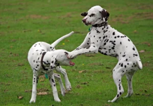 Dalmatian dog care