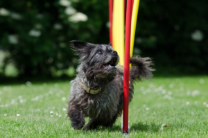 How much does a Affenpinscher cost?