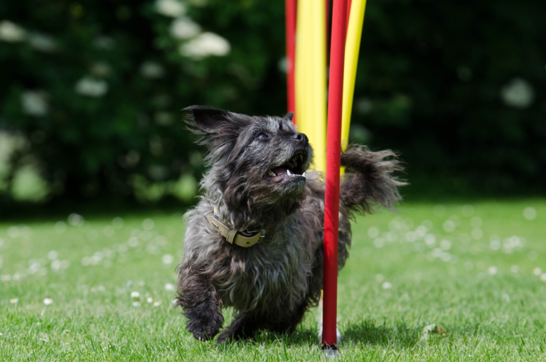 How much does a Affenpinscher cost?