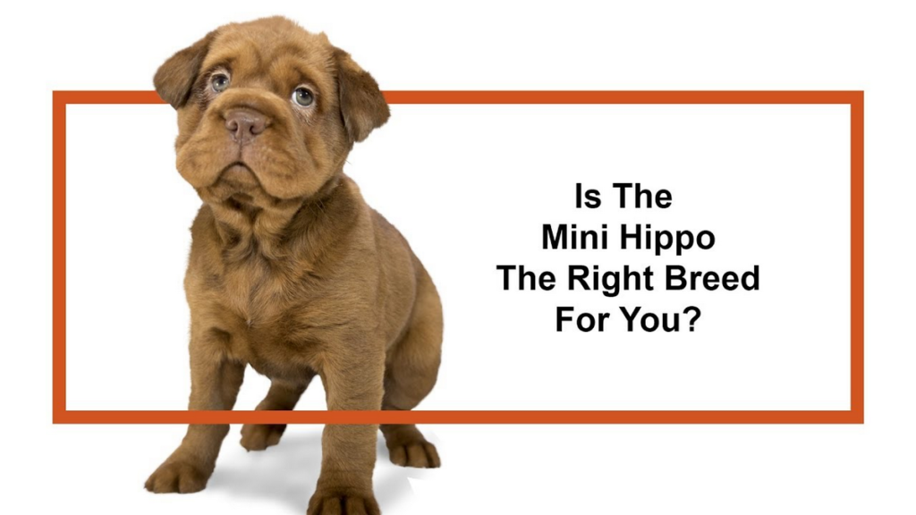 Are Mini Hippo Dogs Good for First-Time Owners