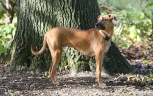 Black mouth cur