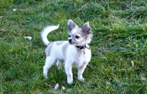 blue merle chihuahua