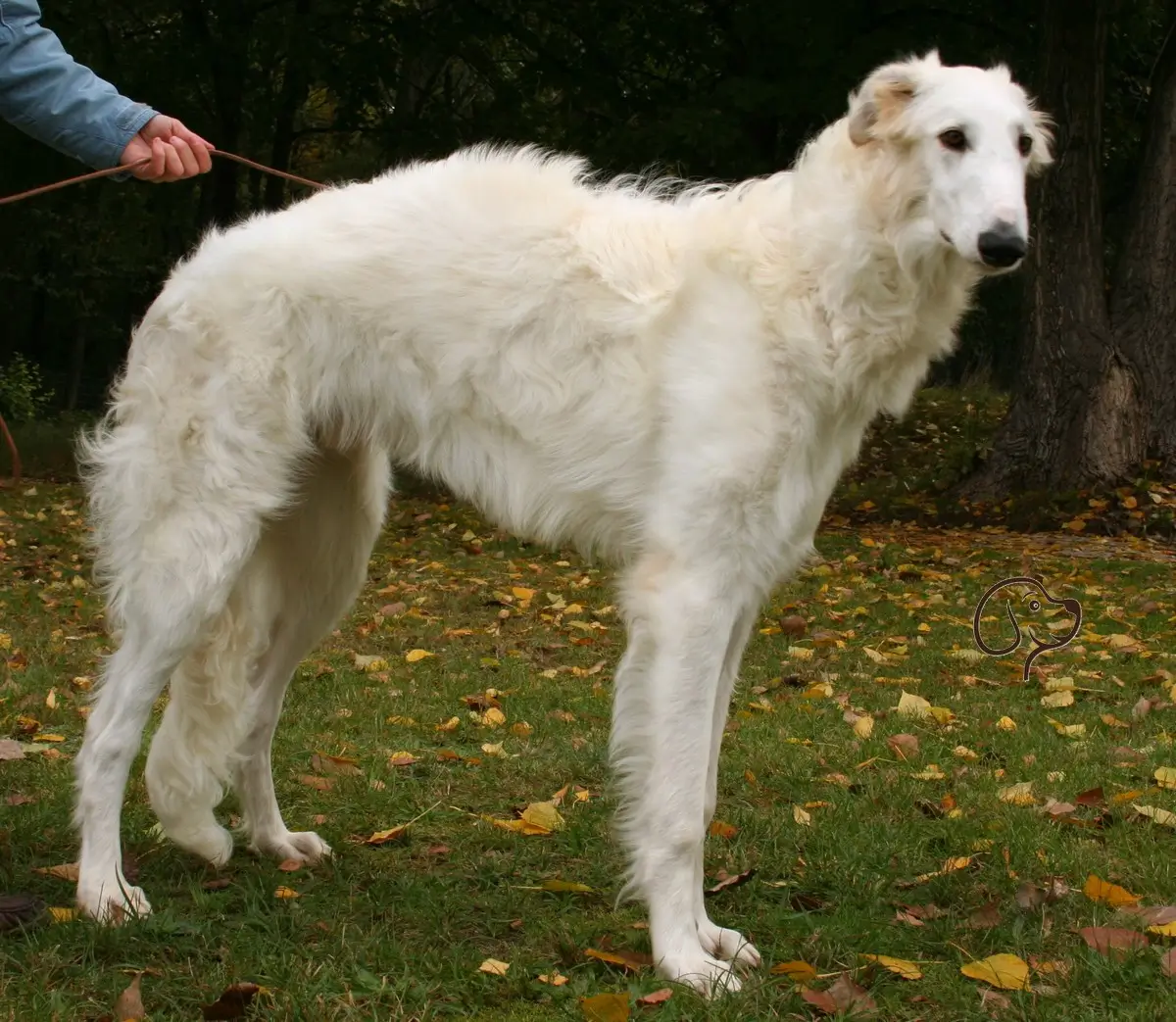 Borzoi Health and Wellness