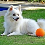 The American Eskimo Dog