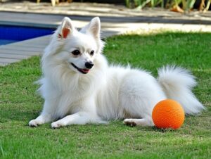 The American Eskimo Dog