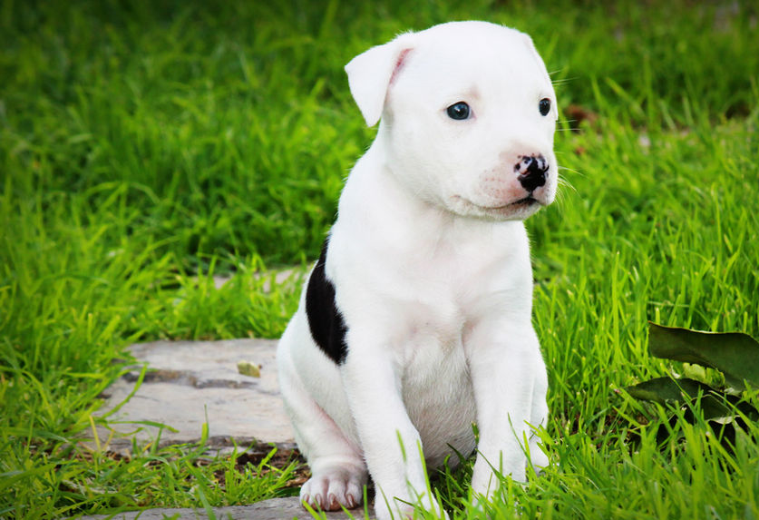 american bulldog mixed with pitbull puppies