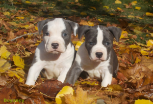 american bulldog mixed with pitbull puppies