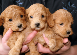 Cockapoo Puppies