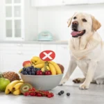 What Fruit Can't Dogs Eat A Guide to Toxic Fruits for Dogs